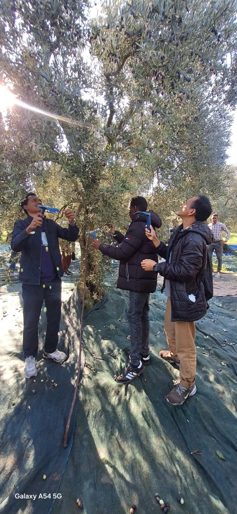 Uluslararası Öğrenciler Zeytin Hasadında Buluştu: “Yunusemre’nin İzinde Kardeşlik”